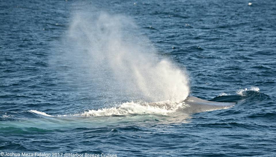 Blue Whales and More Sighted Off Long Beach - Harbor Breeze Cruises