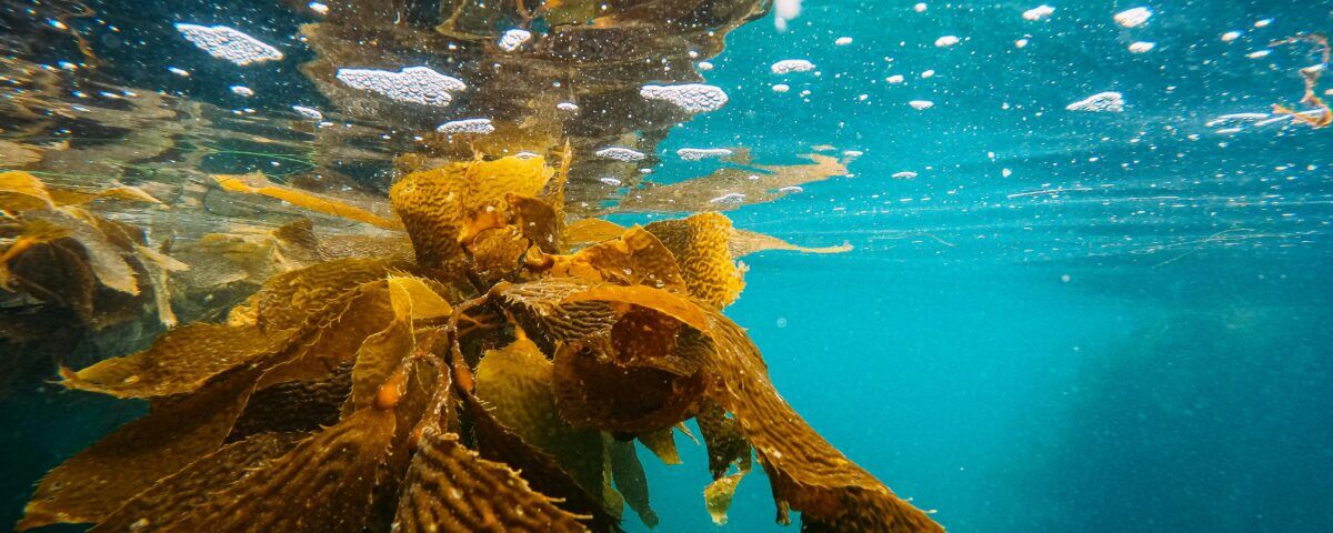 Sea Spotlight: California Kelp Forests - Harbor Breeze Cruises